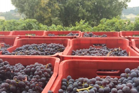 L’allarme di Coldiretti sui furti nelle campagne