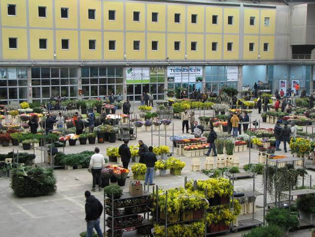 Lavoratori stagionali al mercato dei fiori di Terlizzi senza intralci