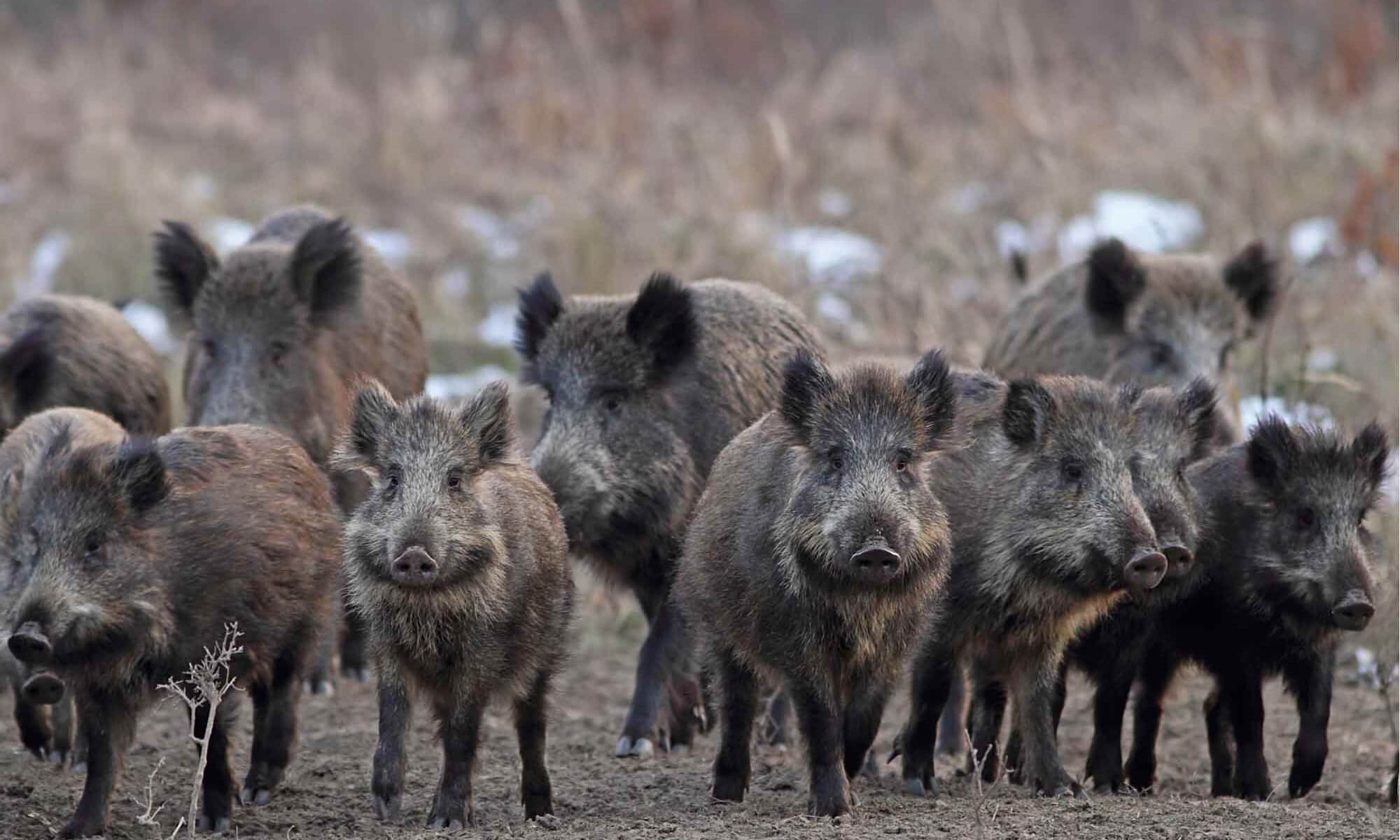 Contenimento dei cinghiali, una priorità per Coldiretti