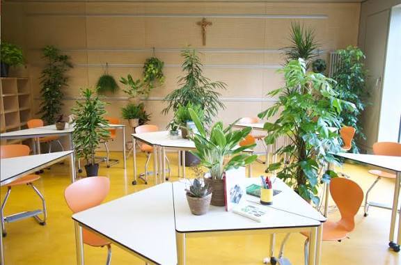 Le piante in aula: aria pulita e opportunità per il florovivaismo pugliese
